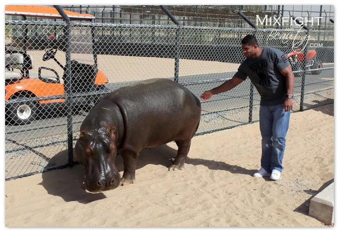alistair-overeem-with-hippo-1